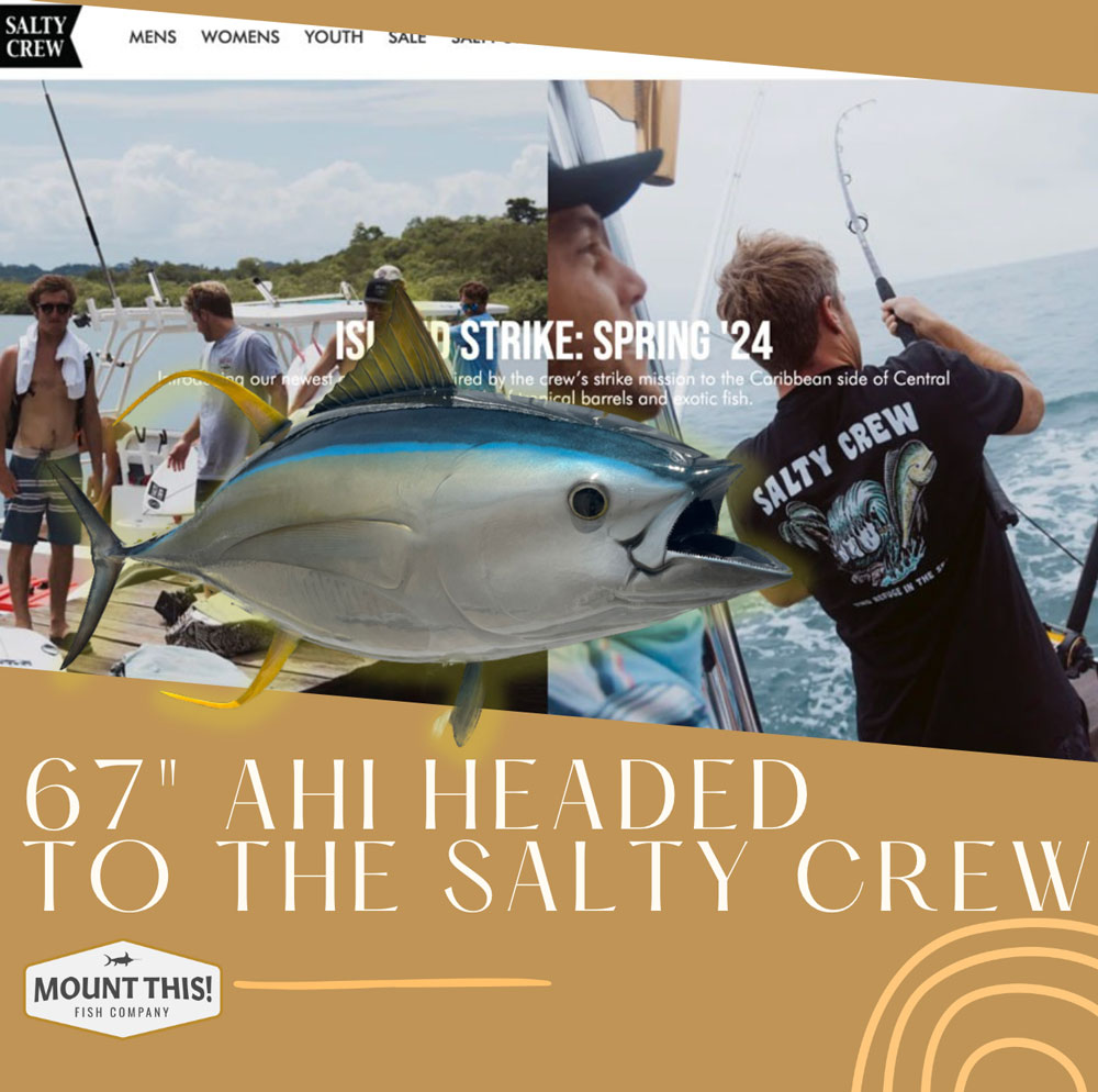 Yellowfin Tuna Mount Headed To The Salty Crew