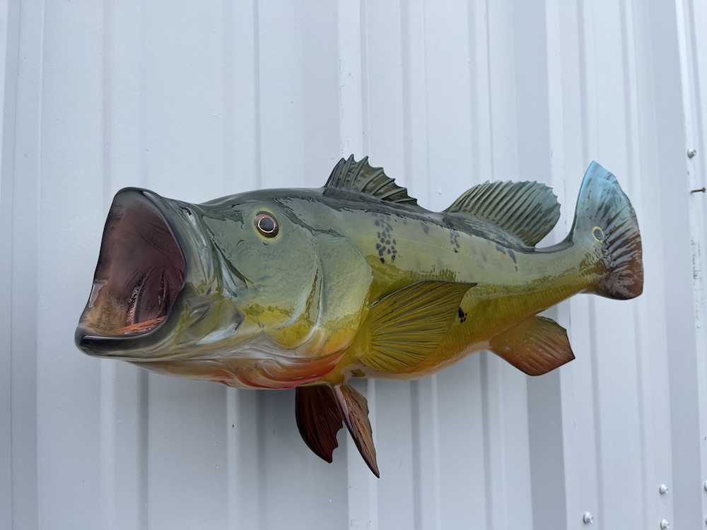 23 peacock bass fish mount 23058