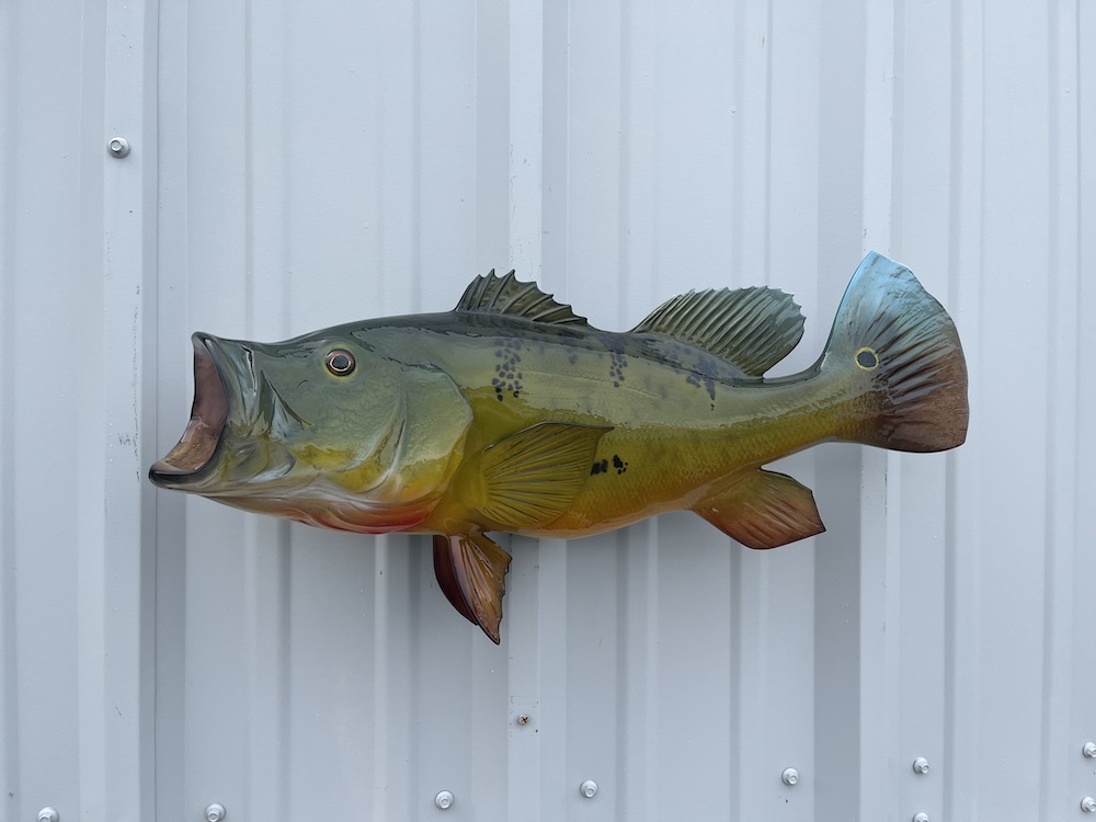 23 peacock bass mount 23058