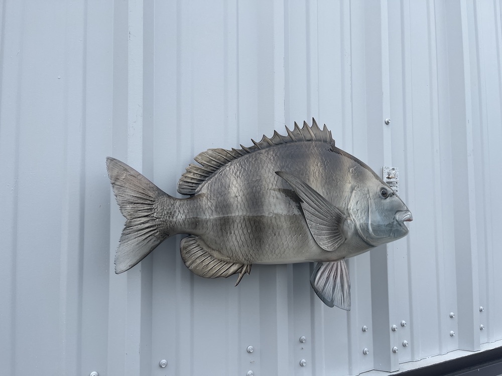 25 sheepshead fish mount 22925