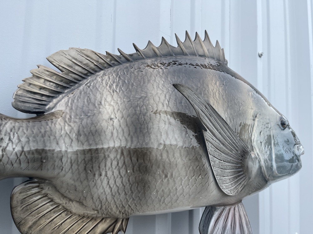 25 sheepshead fish reproduction 22925