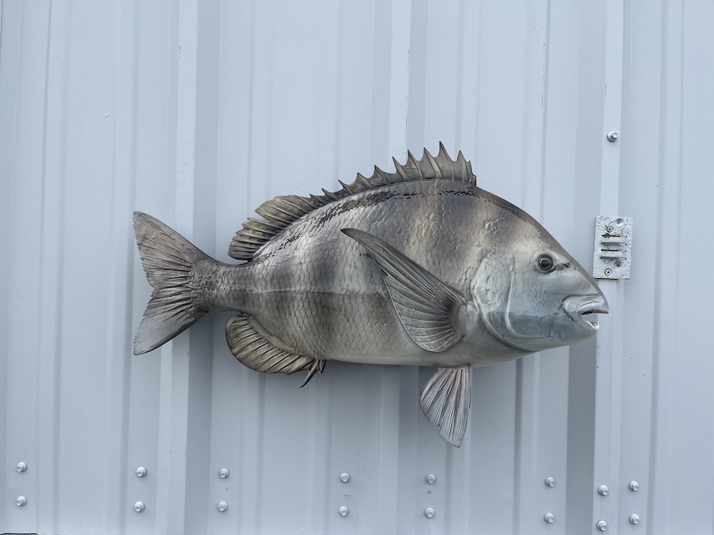 25 sheepshead mount 22925