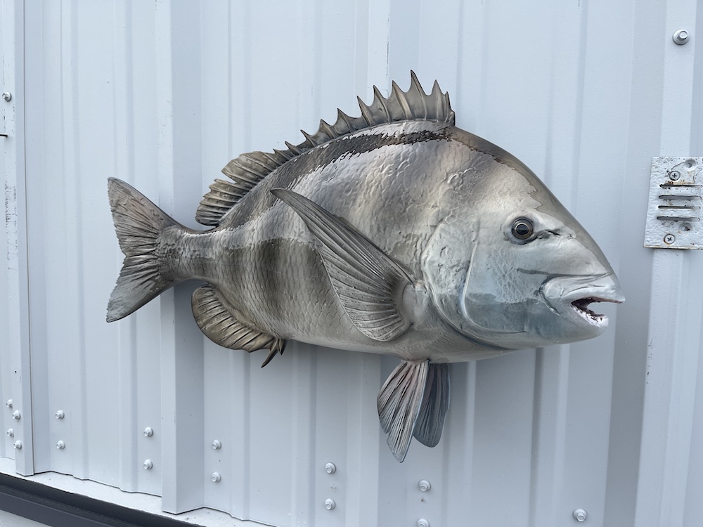 25 sheepshead replica 22925