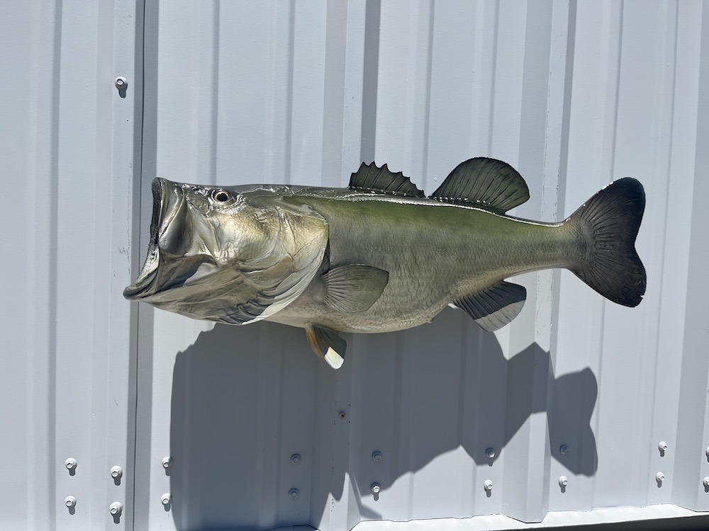 23 largemouth bass side view proofing 