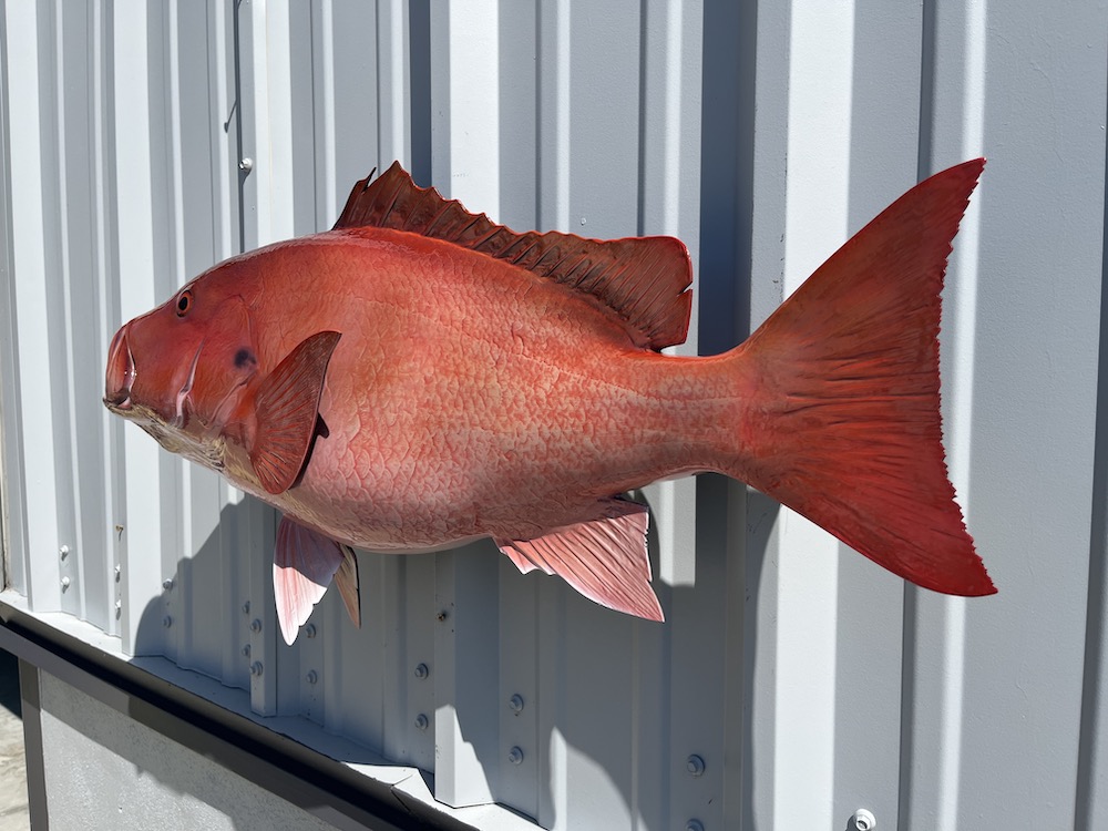 32 inch red snapper fish replica proof