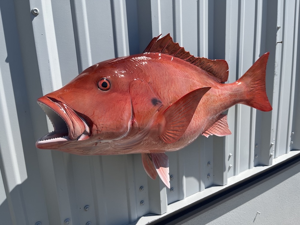 32 inch red snapper fish mount proof