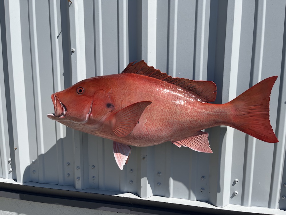 32 inch red snapper mount proof