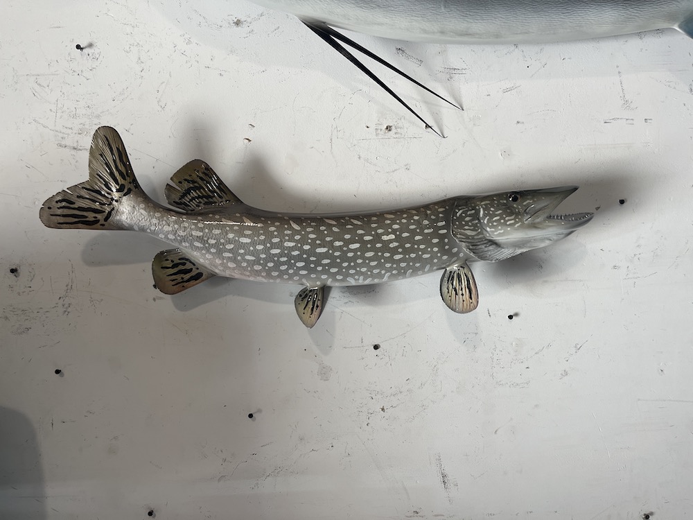 Northern Pike Fish Mounts & Replicas by Coast-to-Coast Fish Mounts