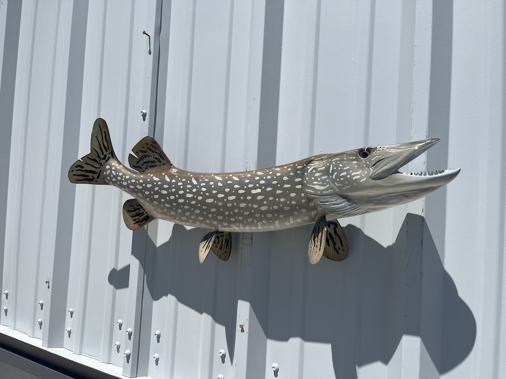 32 northern pike head view proofing 23278