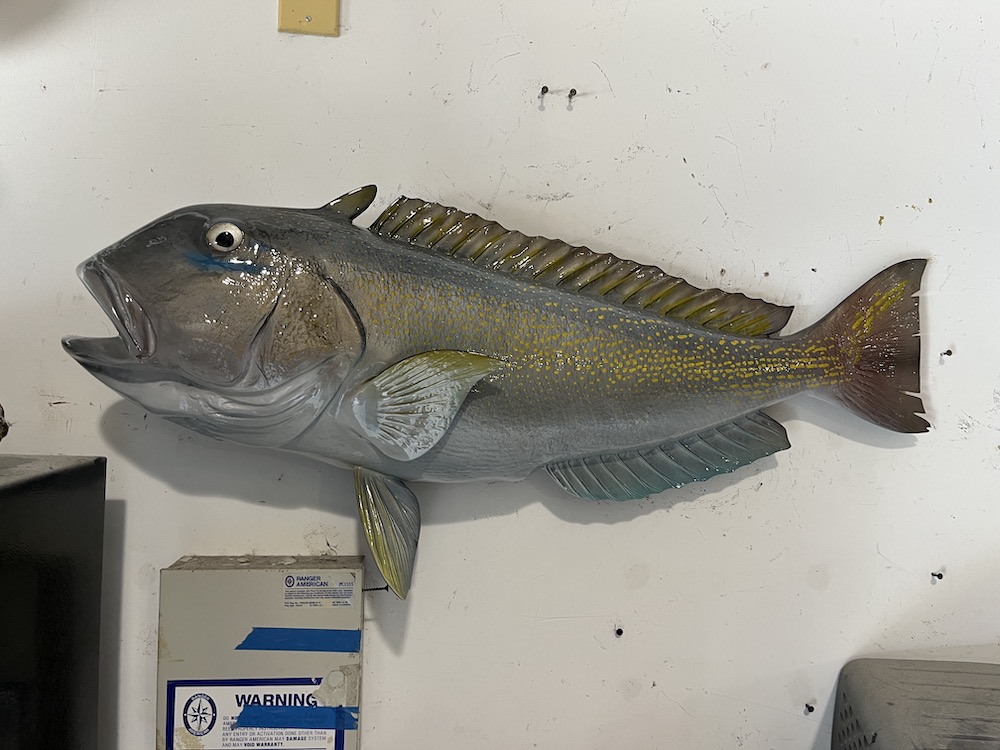 37 inch golden tilefish fish mount 22960