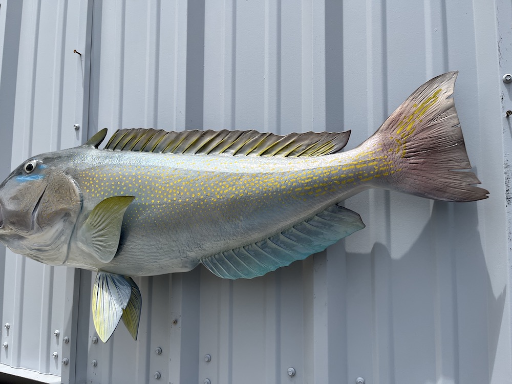 37 inch golden tilefish mount 22960