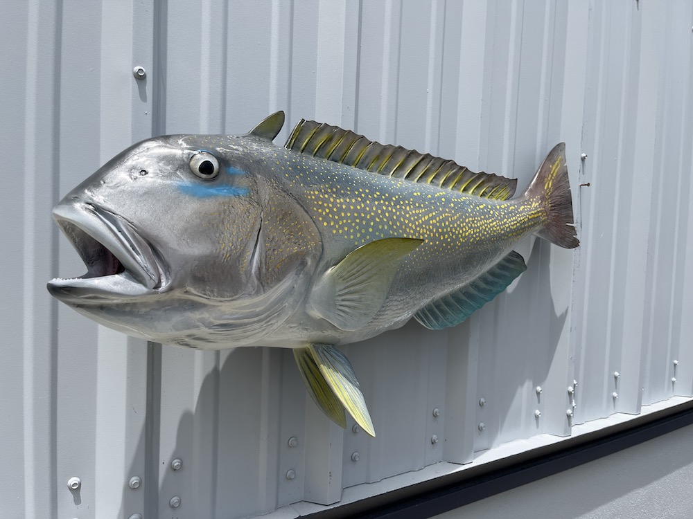 37 inch golden tilefish fish mount proof 22960