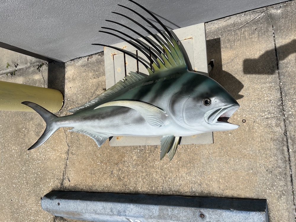 37 roosterfish fish mount proof 23071