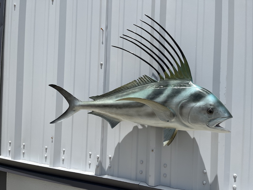 37 roosterfish mount proof 23071