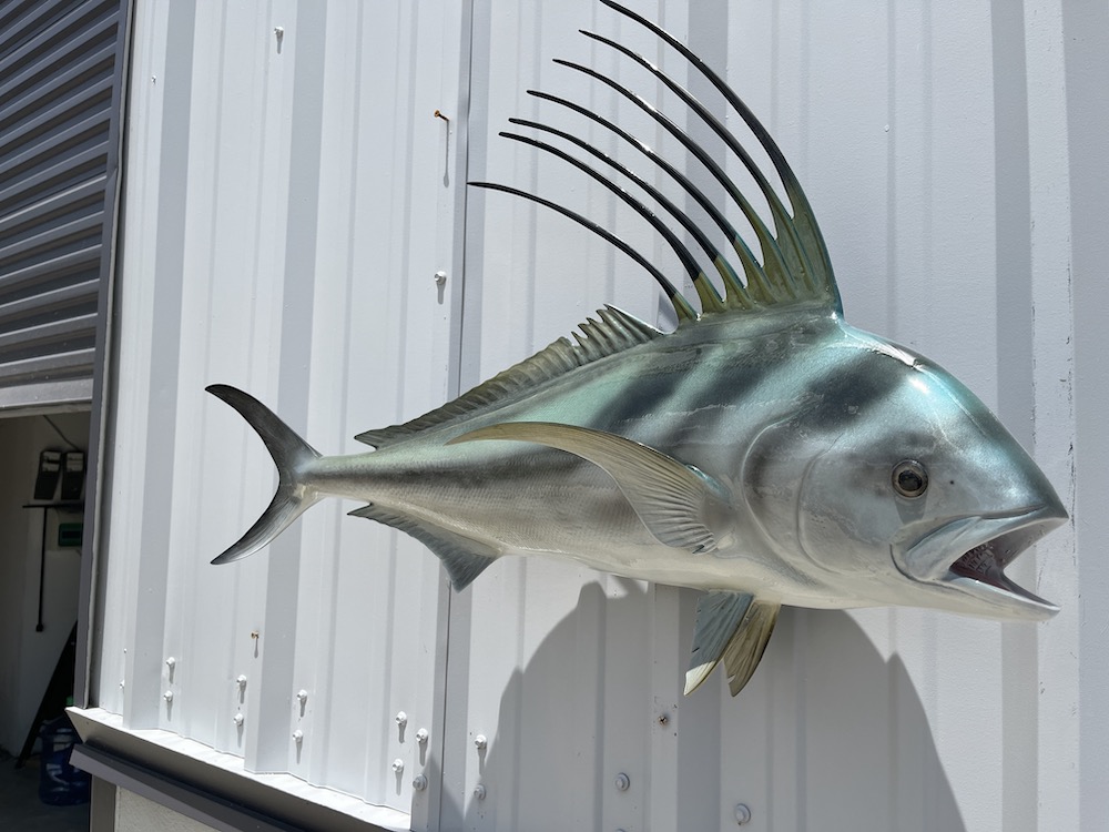37 roosterfish replica proof 23071