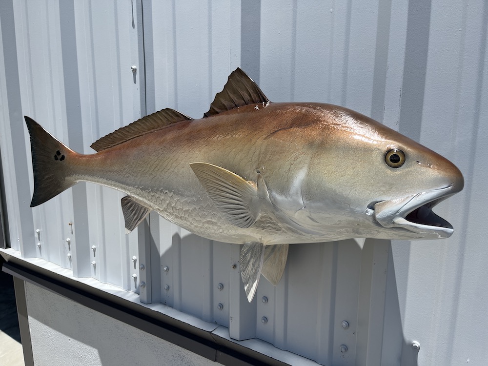 40 inch redfish mount 23157