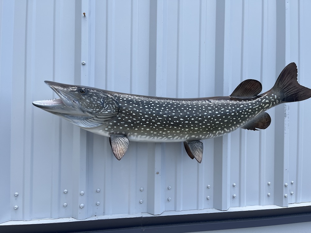 41 inch northern pike replica 23057