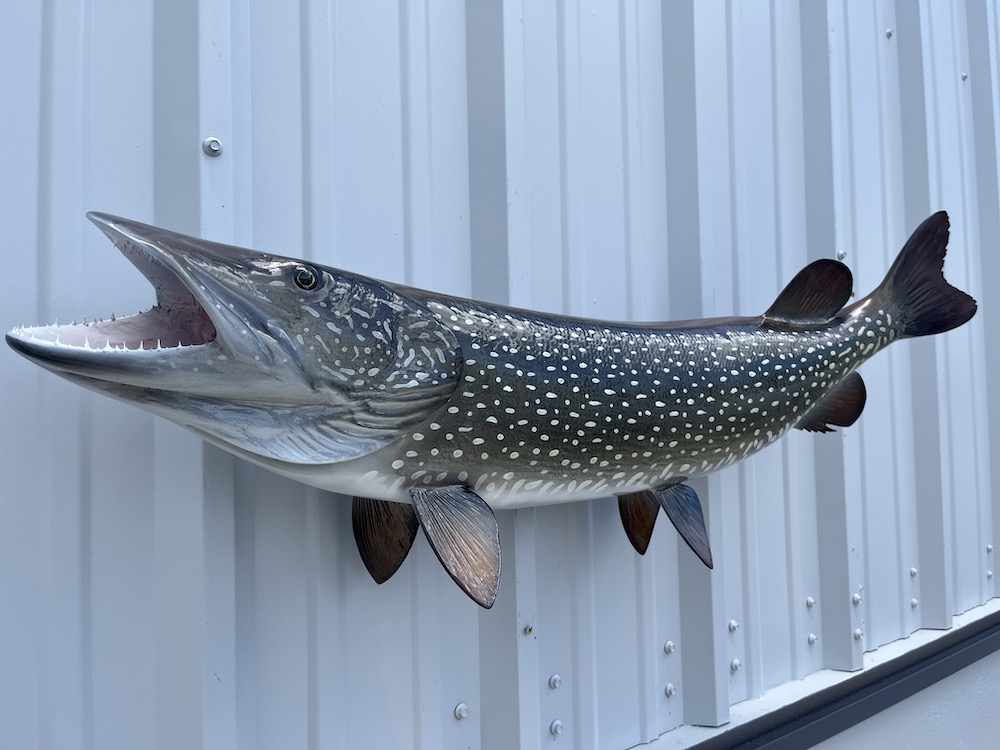 41 inch northern pike fish mount 23057