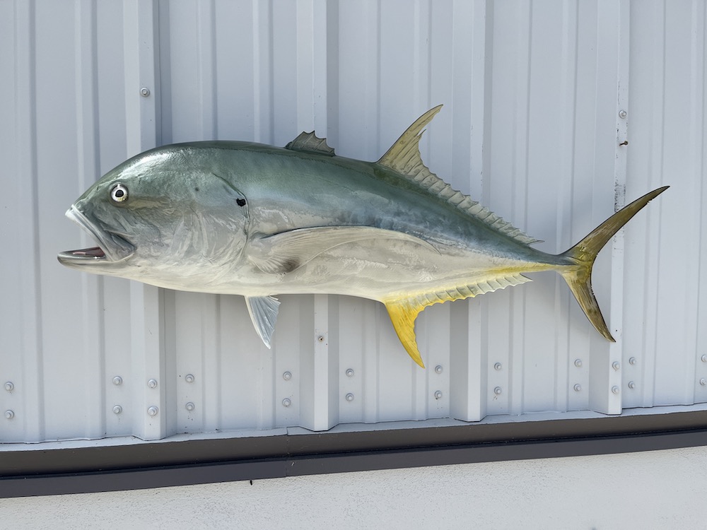 42 inch jack crevalle fish mount 22963