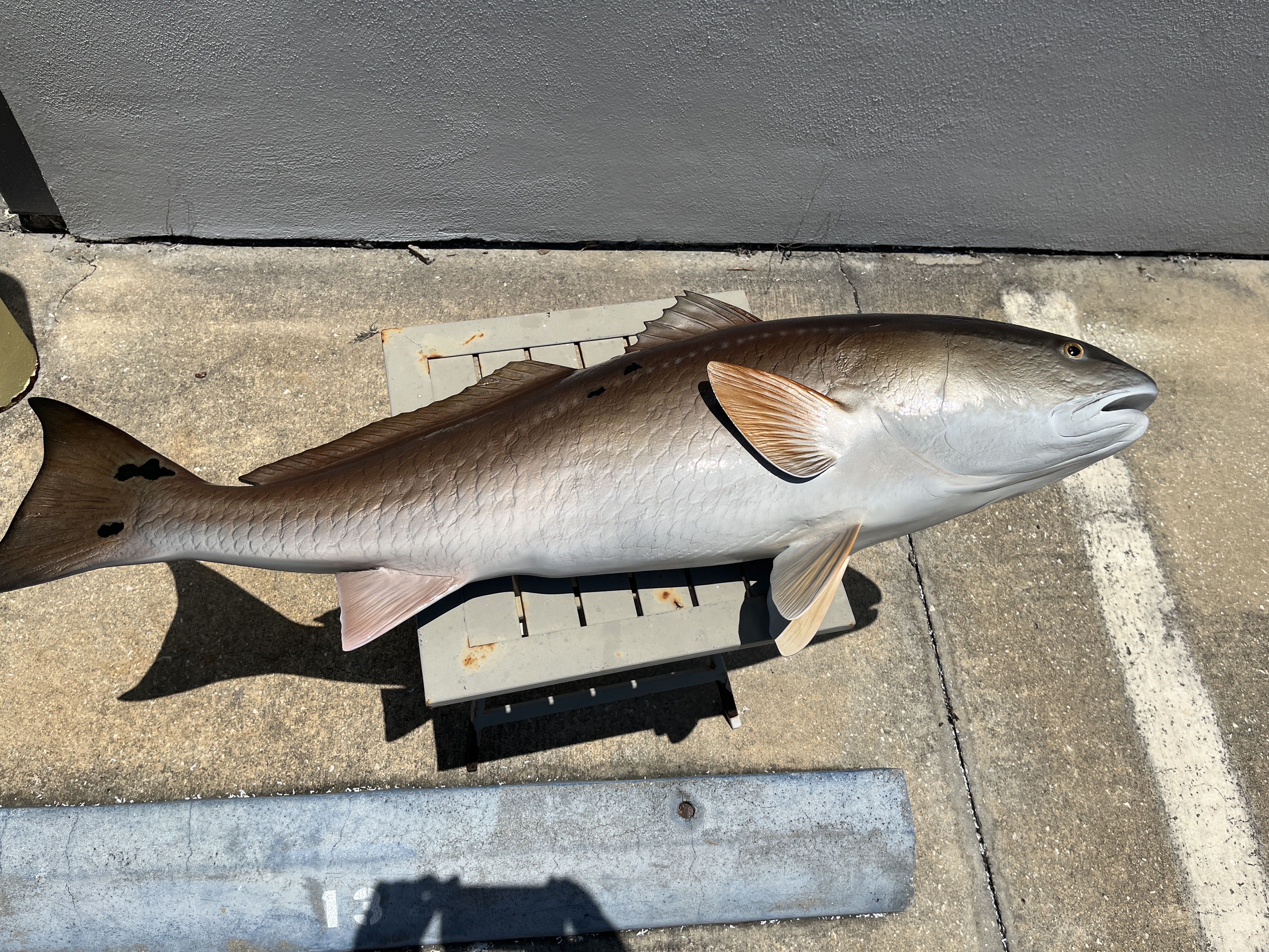 43 inch redfish mount 22991