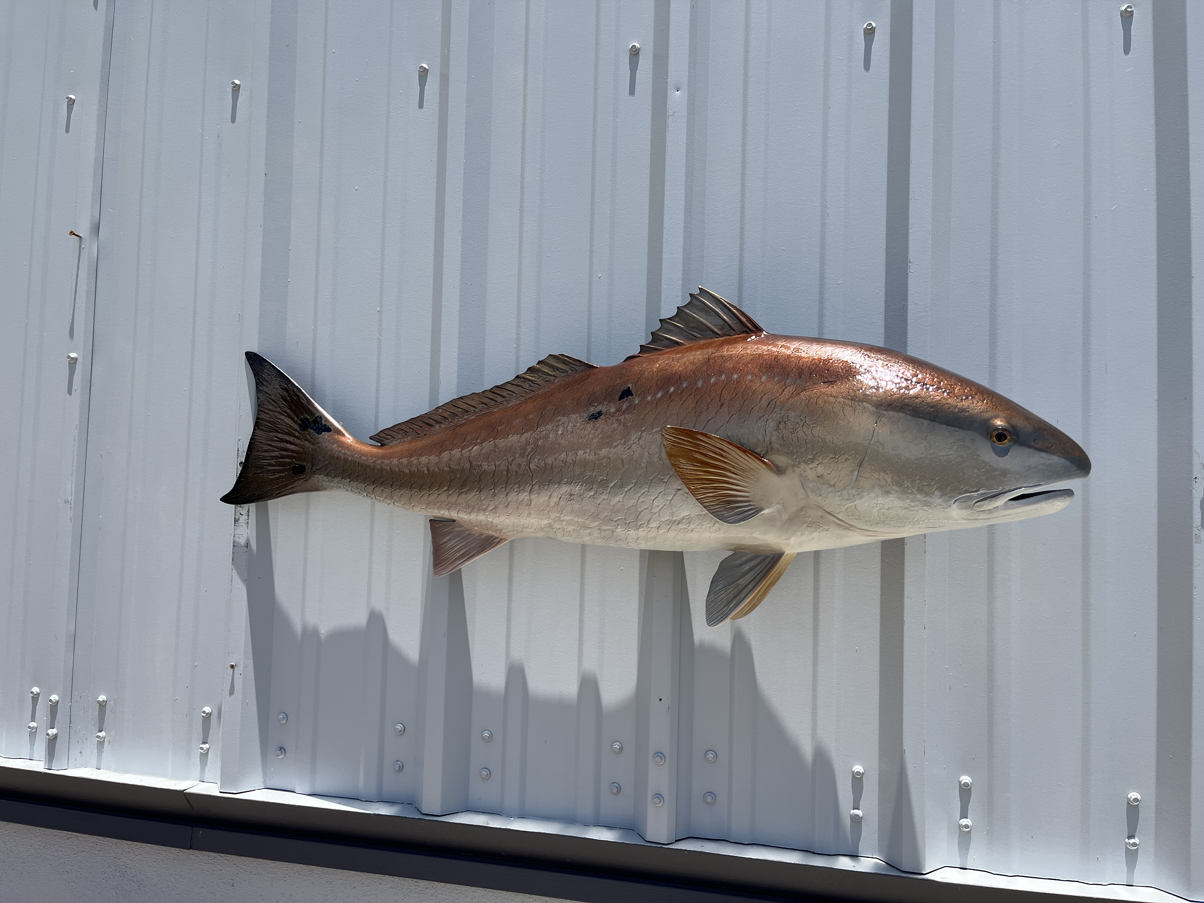 43 inch redfish mount proof 22991