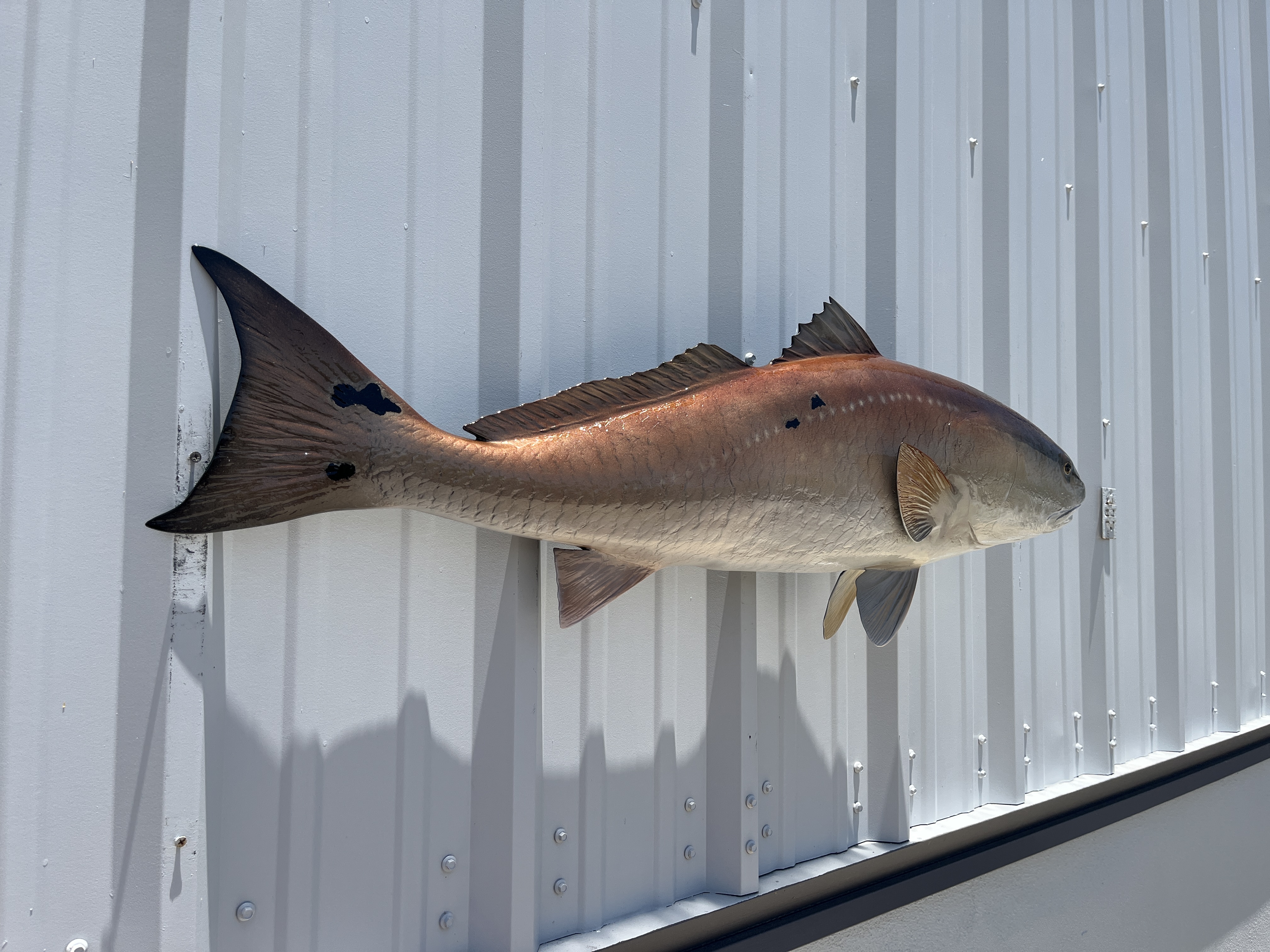 43 inch redfish reproduction proof 22991