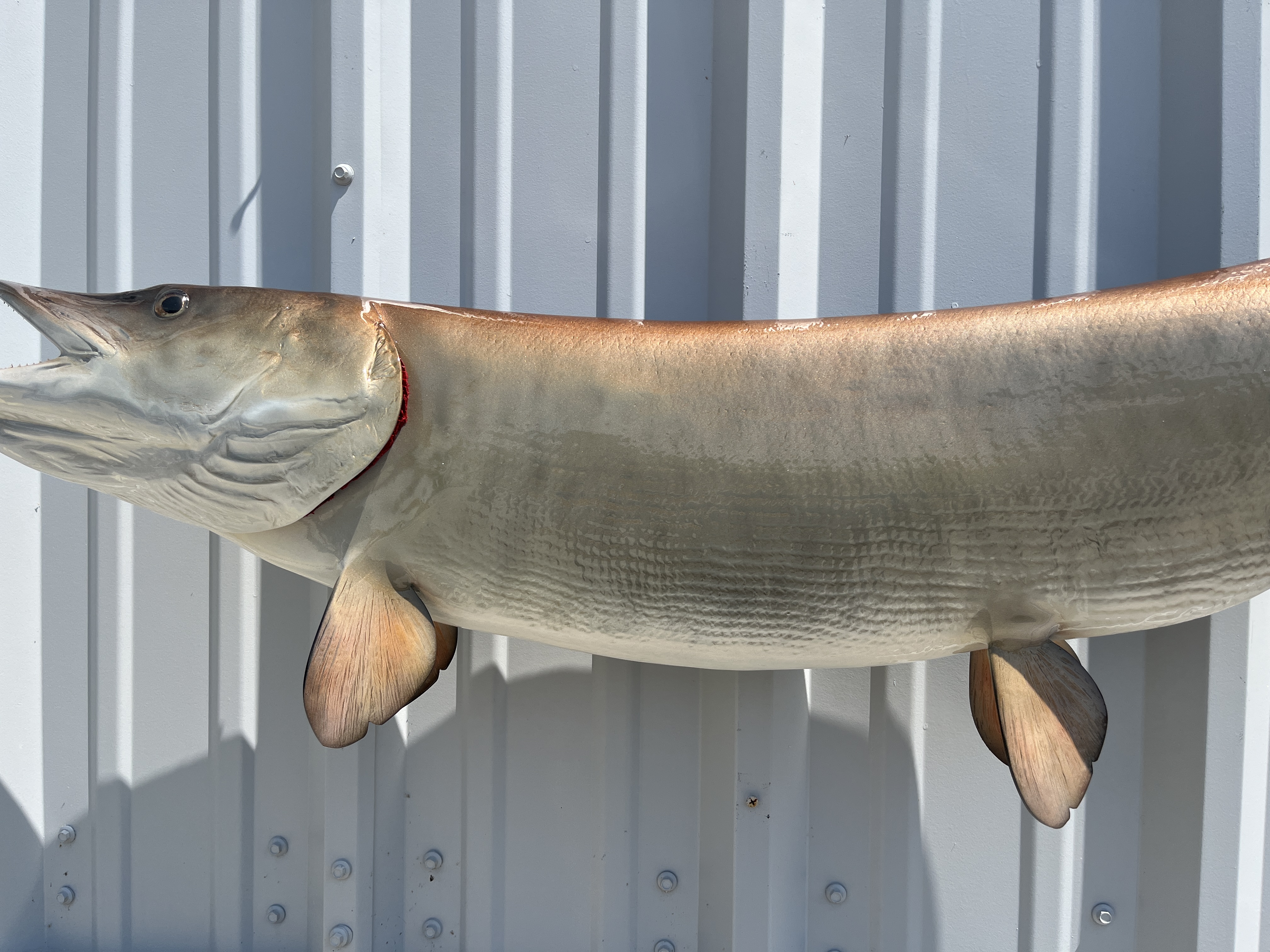 47 inch muskie fish mount proof 22981