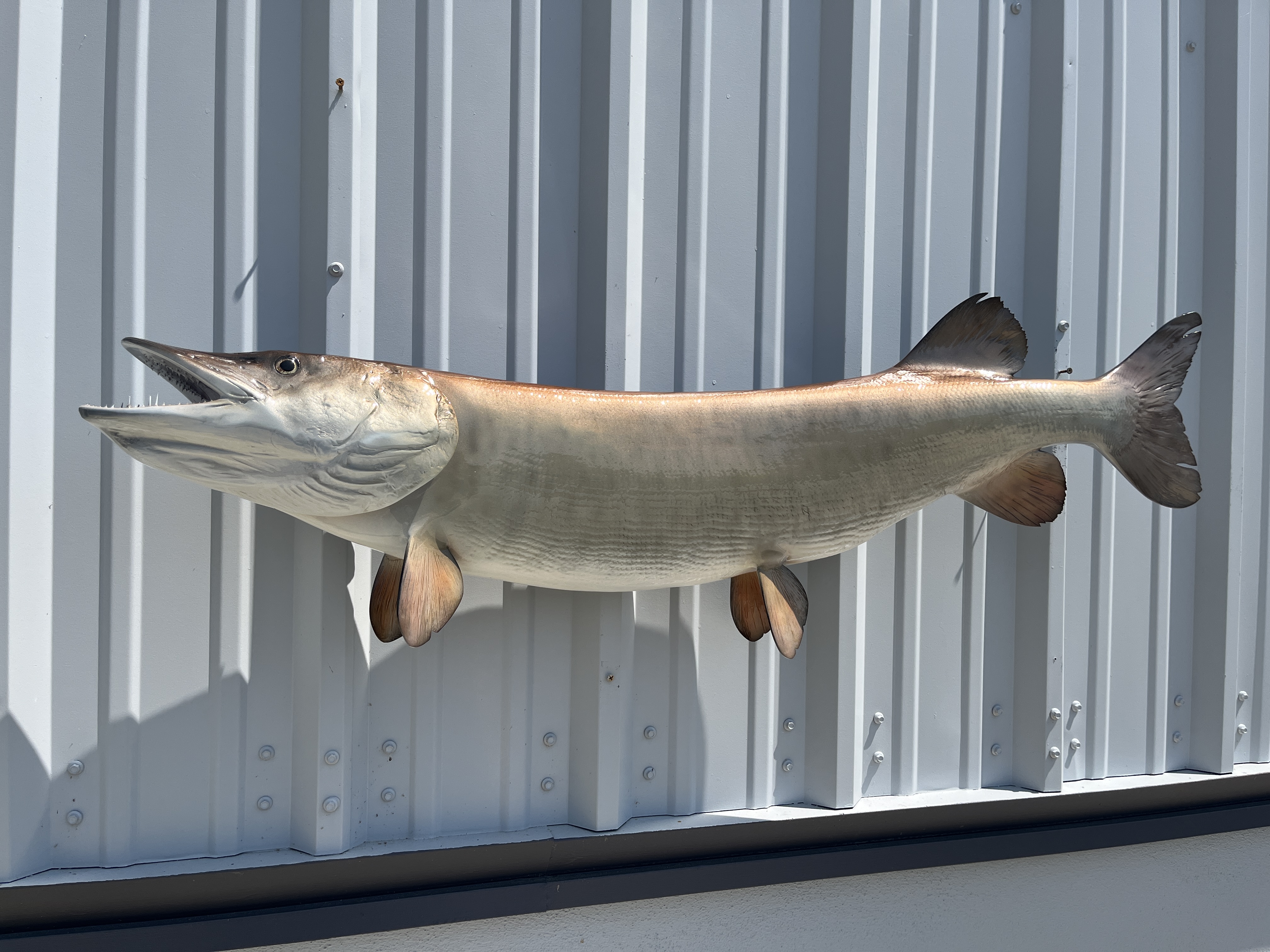 47 inch muskie fish mount 22981