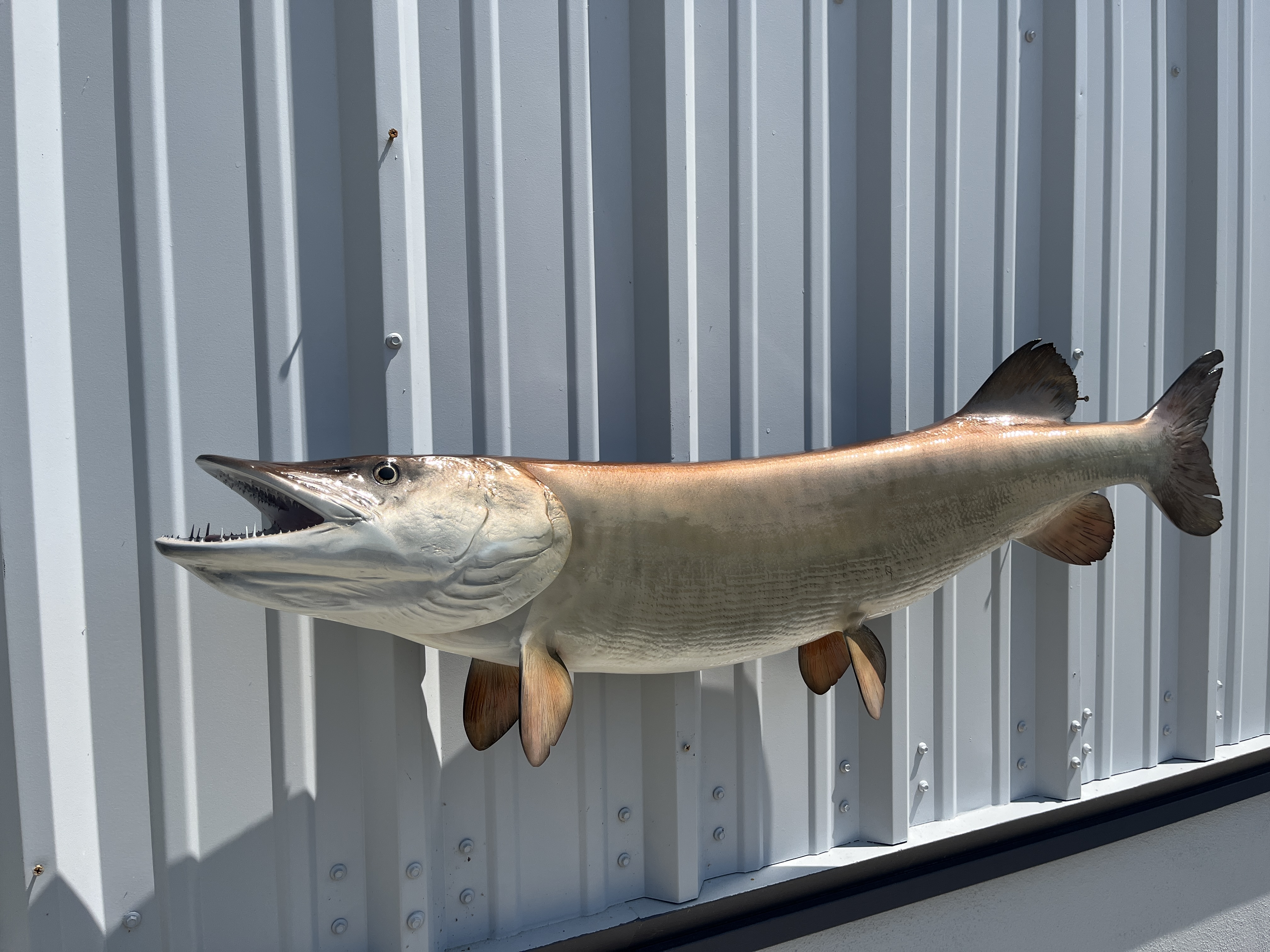 47 inch muskie fish replica proof 22981