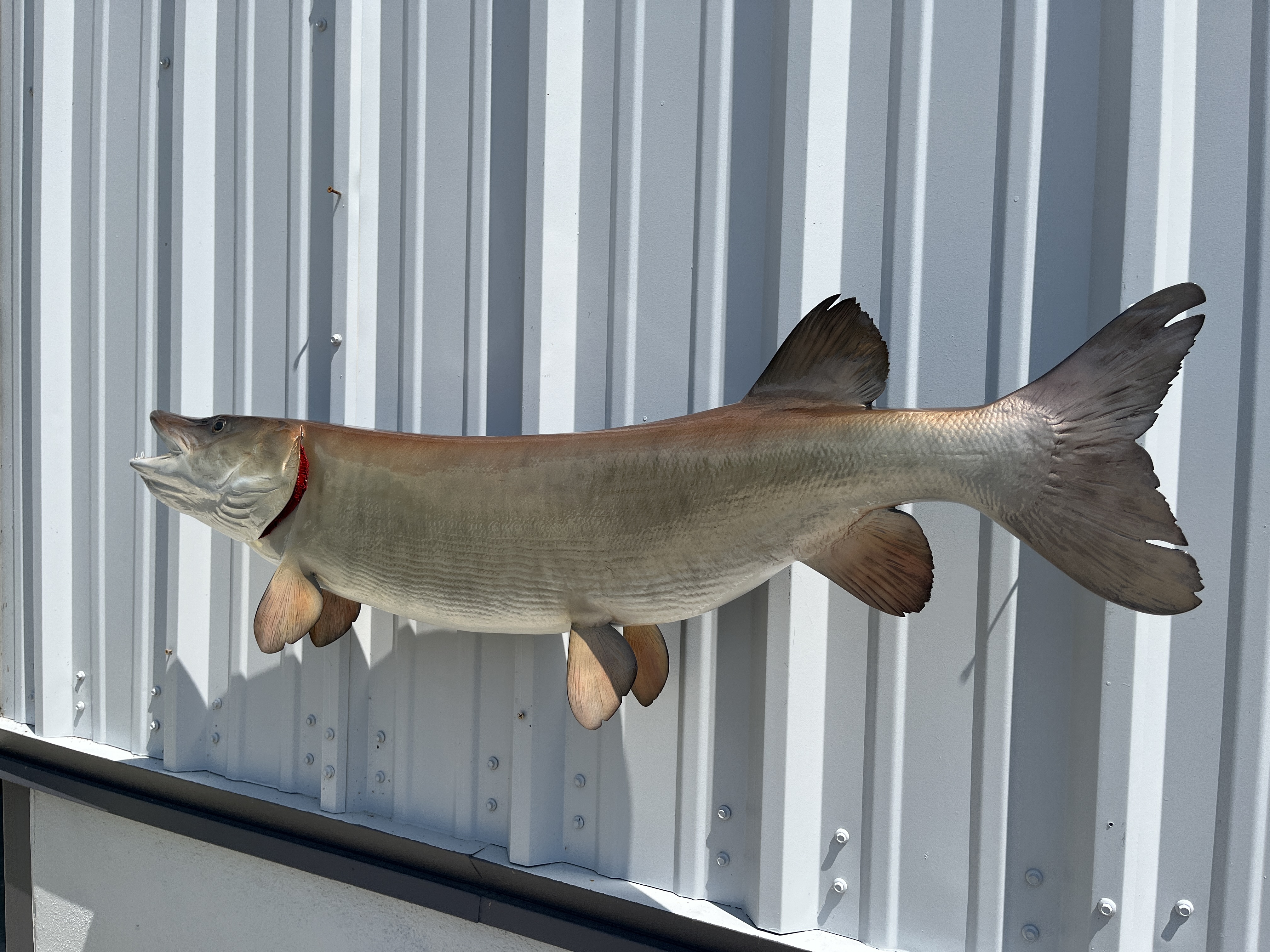 47 inch muskie fish mount reproduction 22981