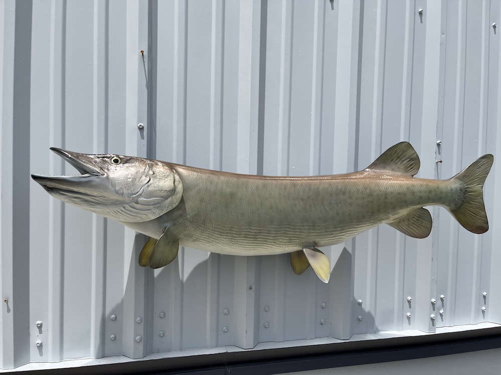 47 muskie fish mount proof 23146