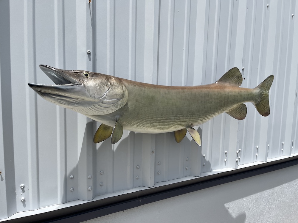 47 muskie fish replica proof 23146