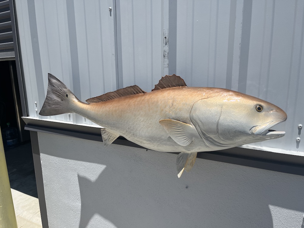 48-redfish-fish-reproduction-proof-23150