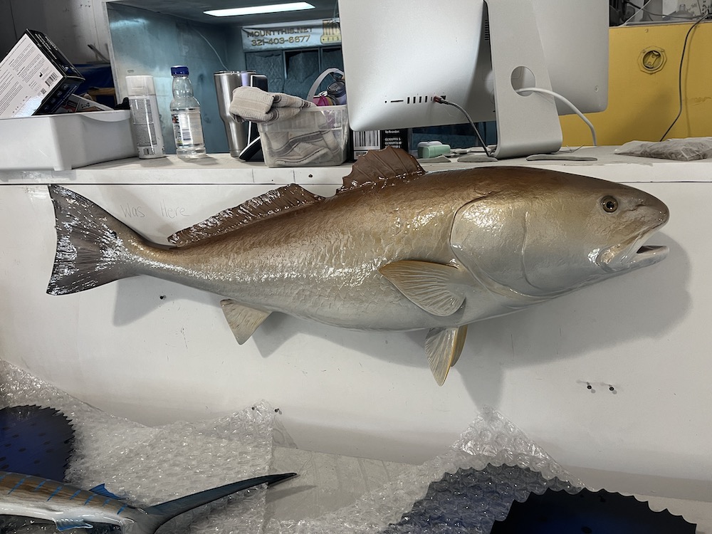 48-redfish-fish-mount-proofing-23150