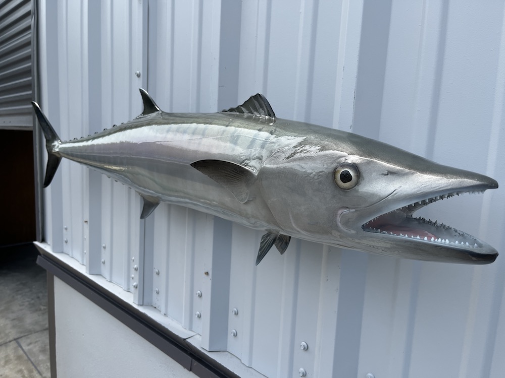 49 inch kingfish reproduction 23068