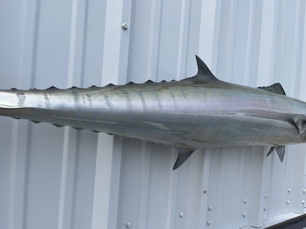 49 inch kingfish fish mount 23068