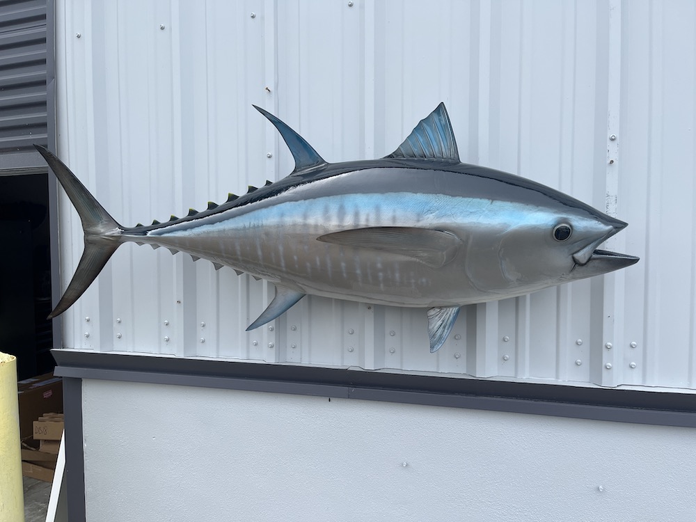 62 inch bluefin tuna mount 22957