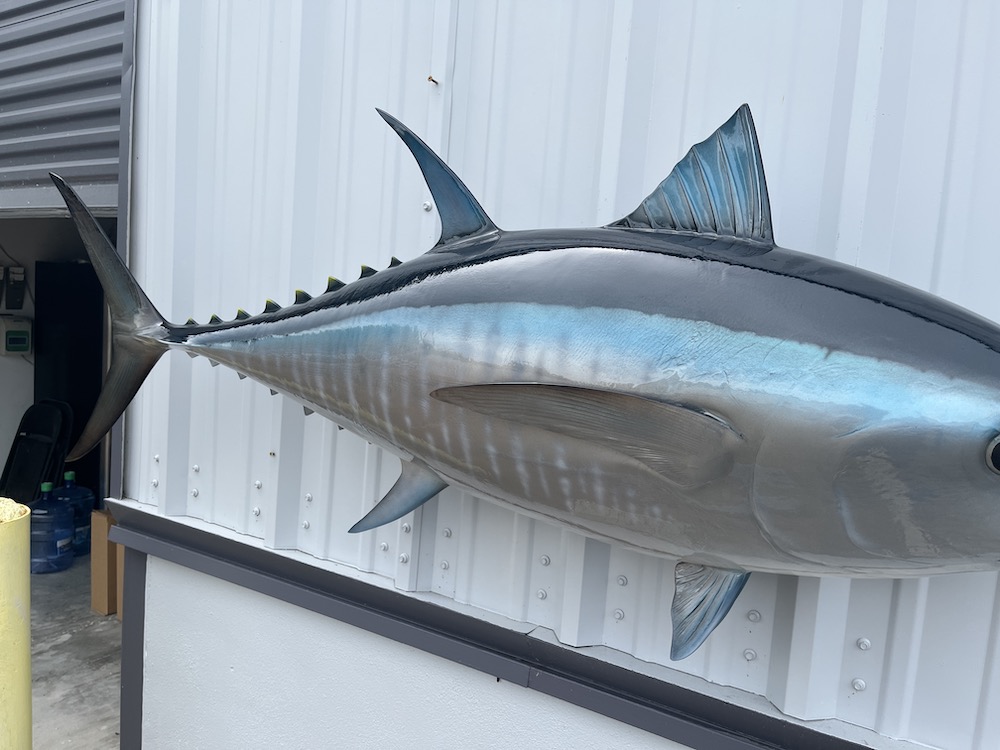 62 inch bluefin tuna reproduction 22957