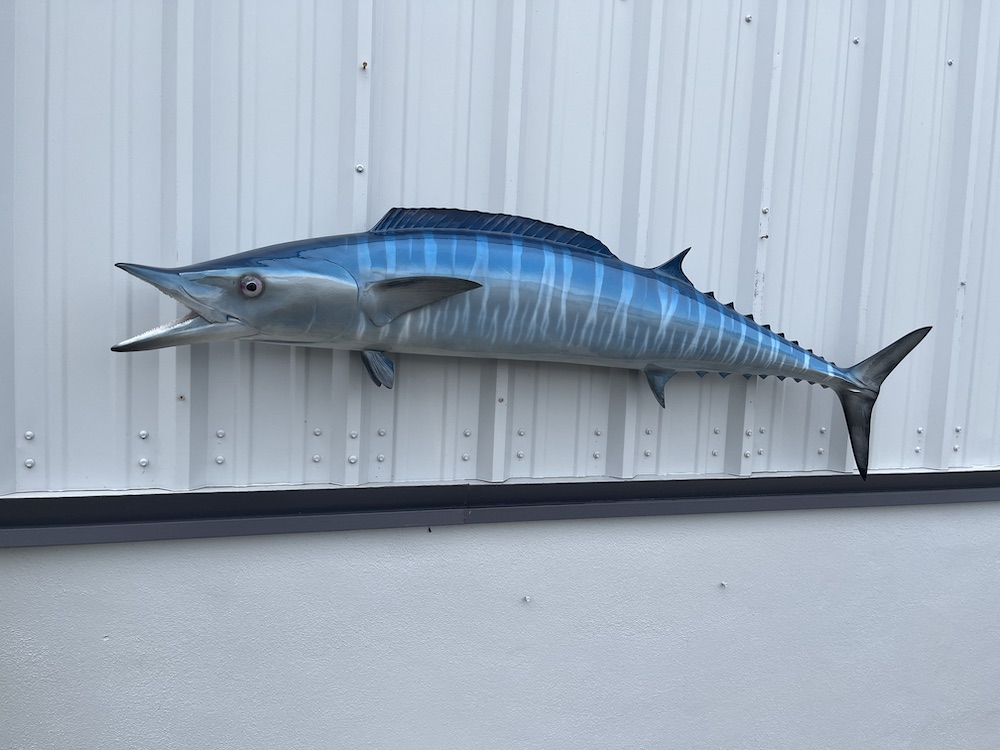 67 inch wahoo fish mount 22927