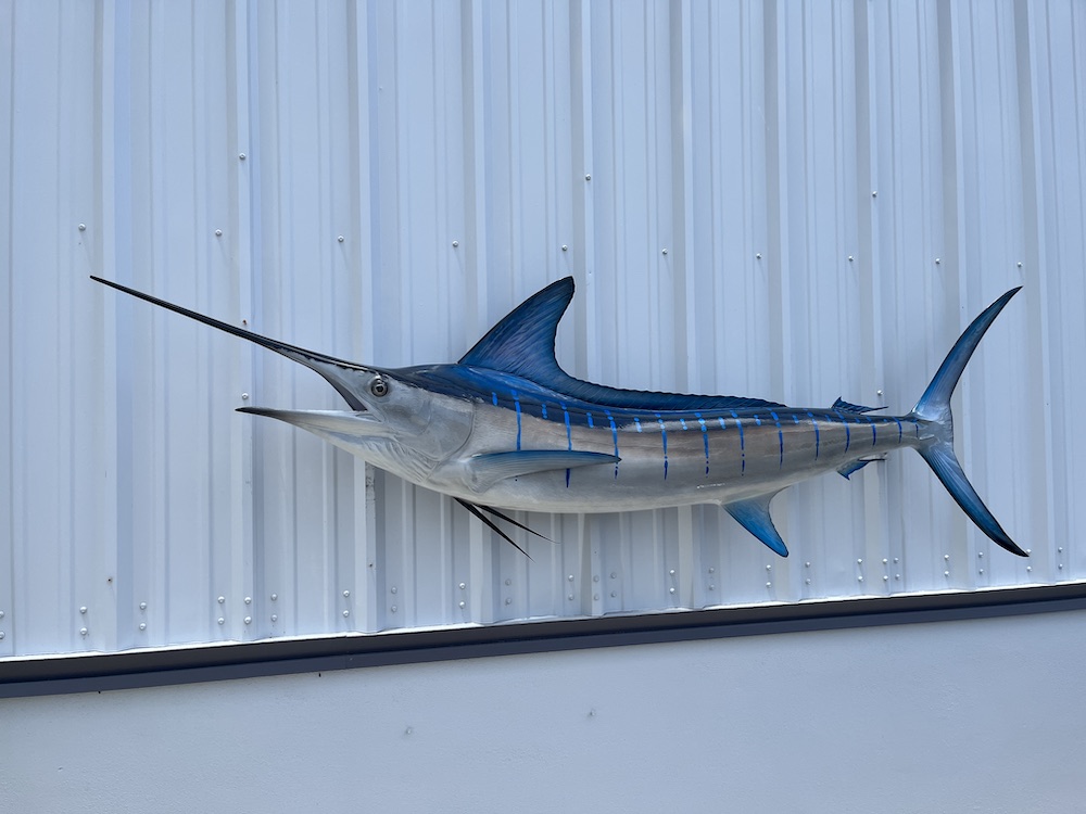 98 inch striped marlin mount 23036