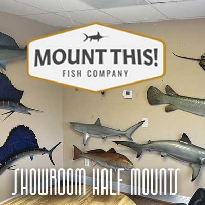 Half Mounts In Mount This Fish Company Showroom