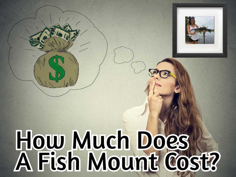 how much does a fish mount cost