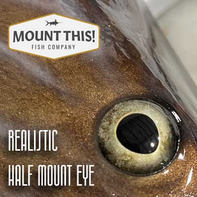 Realistic Eye On Half Mount Fish Replica