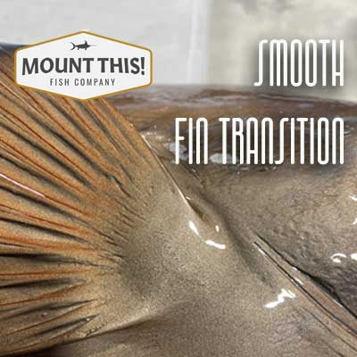 Smooth Transition On Fin Assembly Area - Half Sided Fish Mount